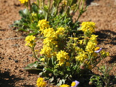 Manulea chrysantha