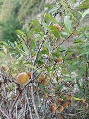 Prunus tenella