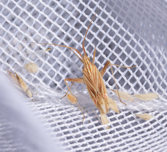 Miridius quadrivirgatus