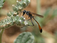 Ammophila