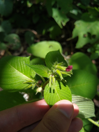 Cuphea paucipetala (Cuphea paucipetala)