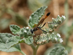 Ammophila
