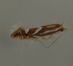 Phyllonorycter blancardella