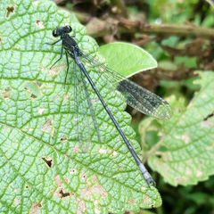 Pseudagrion bicoerulans