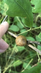 Disholcaspis quercusglobulus