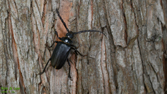 Prionus insularis