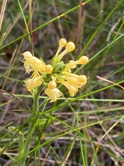 Platanthera cristata