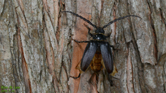 Prionus insularis