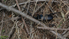 Prionus insularis