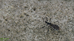 Sphedanolestes impressicollis
