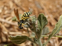 Polistes