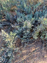 Ruschia caroli, photograph (c) Danie Palm, some rights reserved (CC BY)