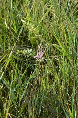 Allium praescissum