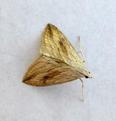 Evergestis forficalis