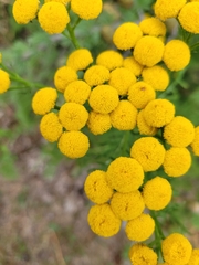Tanacetum vulgare
