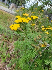 Tanacetum vulgare