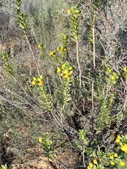 Euryops lateriflorus