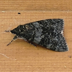 Catocala nupta