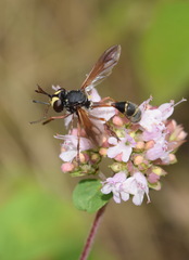 Physocephala rufipes