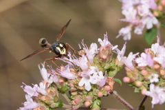 Physocephala rufipes