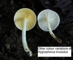 Hygrophorus involutus image