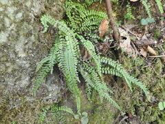 Asplenium trichomanes trichomanes
