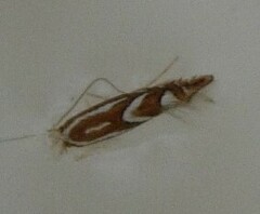 Phyllonorycter blancardella