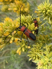 Crossidius coralinus