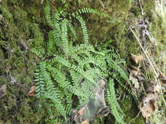 Asplenium trichomanes trichomanes