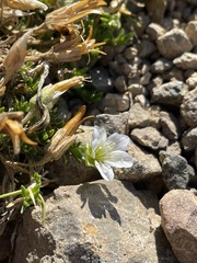 Pseudocherleria macrocarpa
