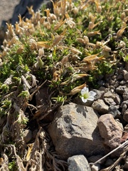 Pseudocherleria macrocarpa