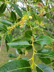Salix