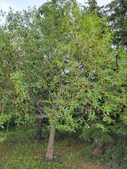 Salix