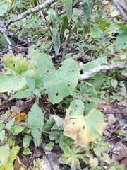 Adenostyles australis