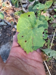 Adenostyles australis