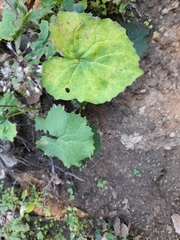 Adenostyles australis