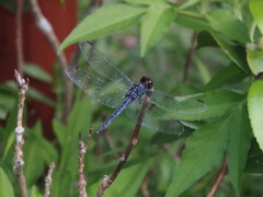 Indothemis carnatica