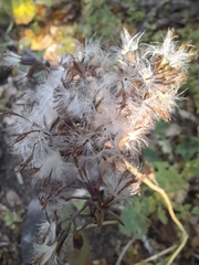 Adenostyles australis