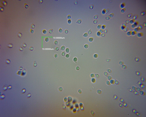 Camarophyllus aurantiopallens image