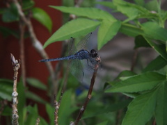 Indothemis carnatica