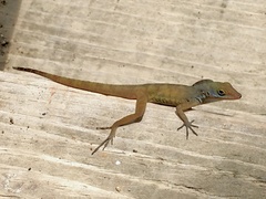 Anolis wattsii