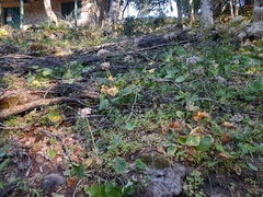 Adenostyles australis