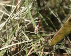 Philanthus gibbosus