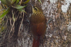 Xiphorhynchus fuscus