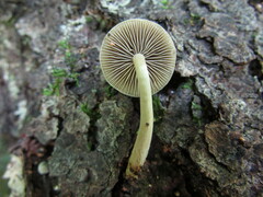 Simocybe serrulata