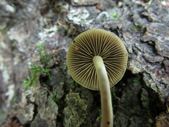 Simocybe serrulata