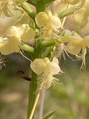 Platanthera pallida