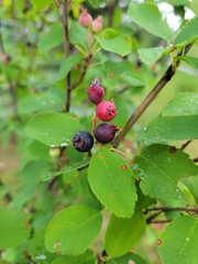 Amelanchier alnifolia