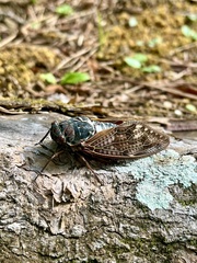 Graptopsaltria nigrofuscata