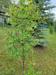 Amelanchier alnifolia